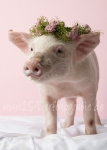 06 Schwein gehabt